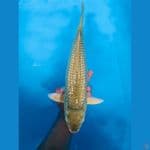jumbo midori full ginrin 43cm 