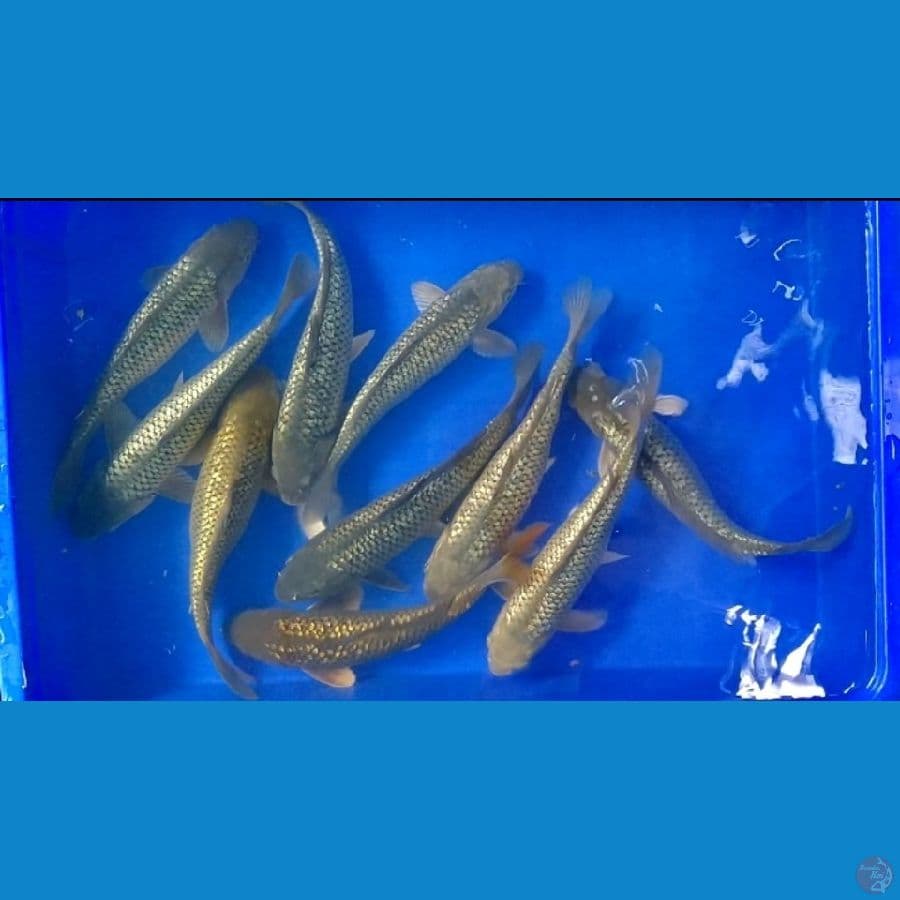 paket Polosan Full Ginrin