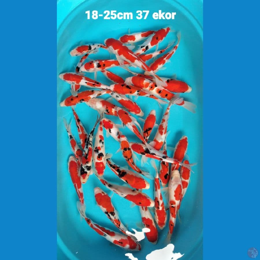 kohaku sanke gread A 18-25 cm 37 ekor rata² 23 24 cm