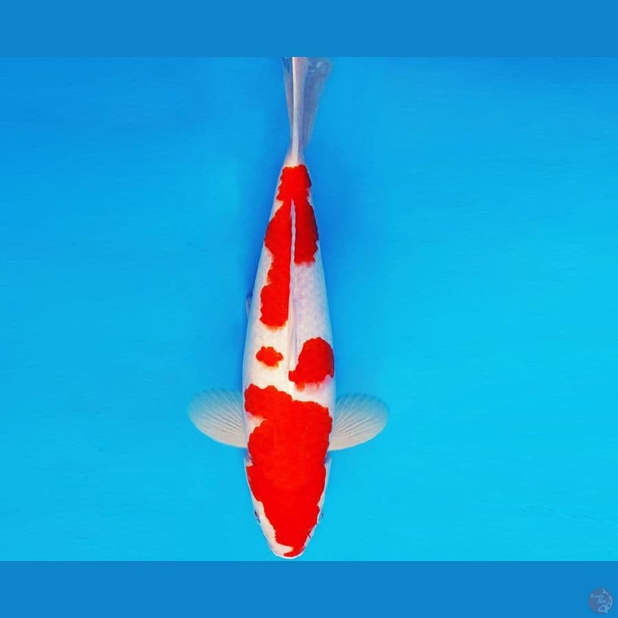 KENZEI 6 - KOHAKU 36 cm/male ®