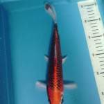 Kujaku, male 28 cm