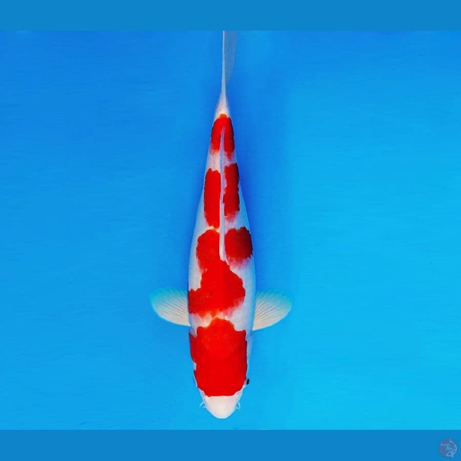 KENZEI 10 - AI GOROMO 32 cm/fm ®