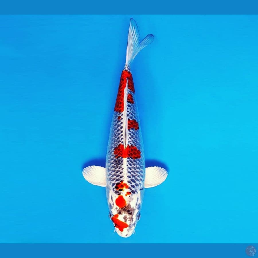 KENZEI 11 - KUJAKU 29 cm/fm ®