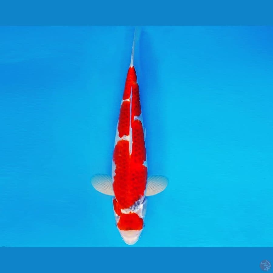 KENZEI 12 - INAZUMA GOSHIKI 32 cm/fm ®