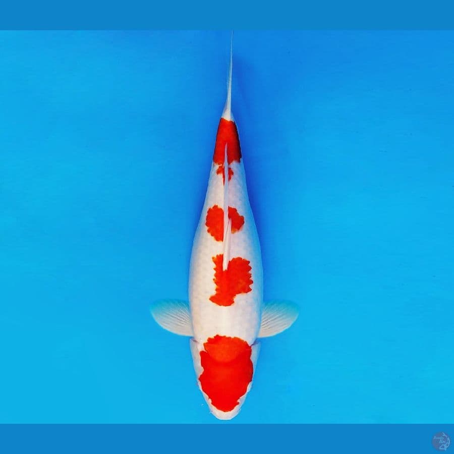 KENZEI 17 - KOHAKU JUMBO 42 cm/fm ®