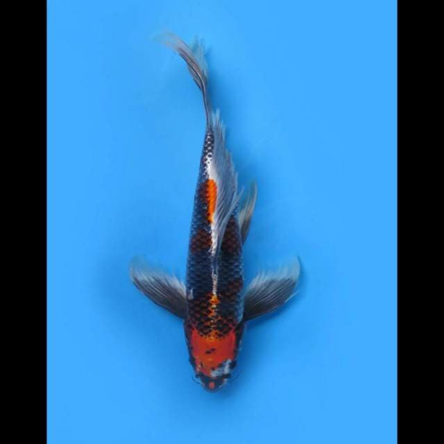 43cm Male - Raja Kumpay Beniginga
