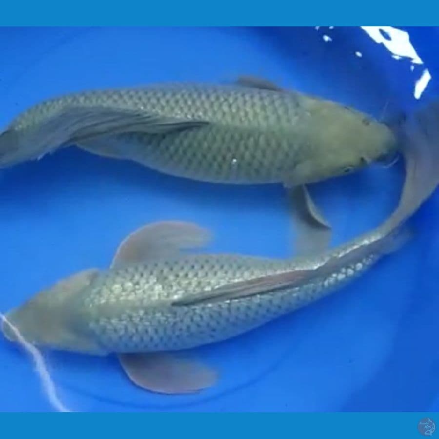 Kumpay 43 cm