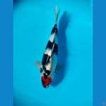tancho showa 33cm male 