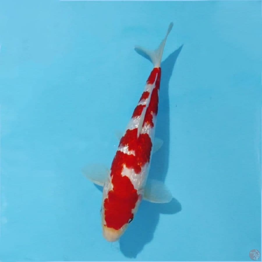٤ GINRIN RED BLOOD KOHAKU SIZE 22CM ML