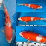 Kohaku Istimewa Bulky (Fast Sale)