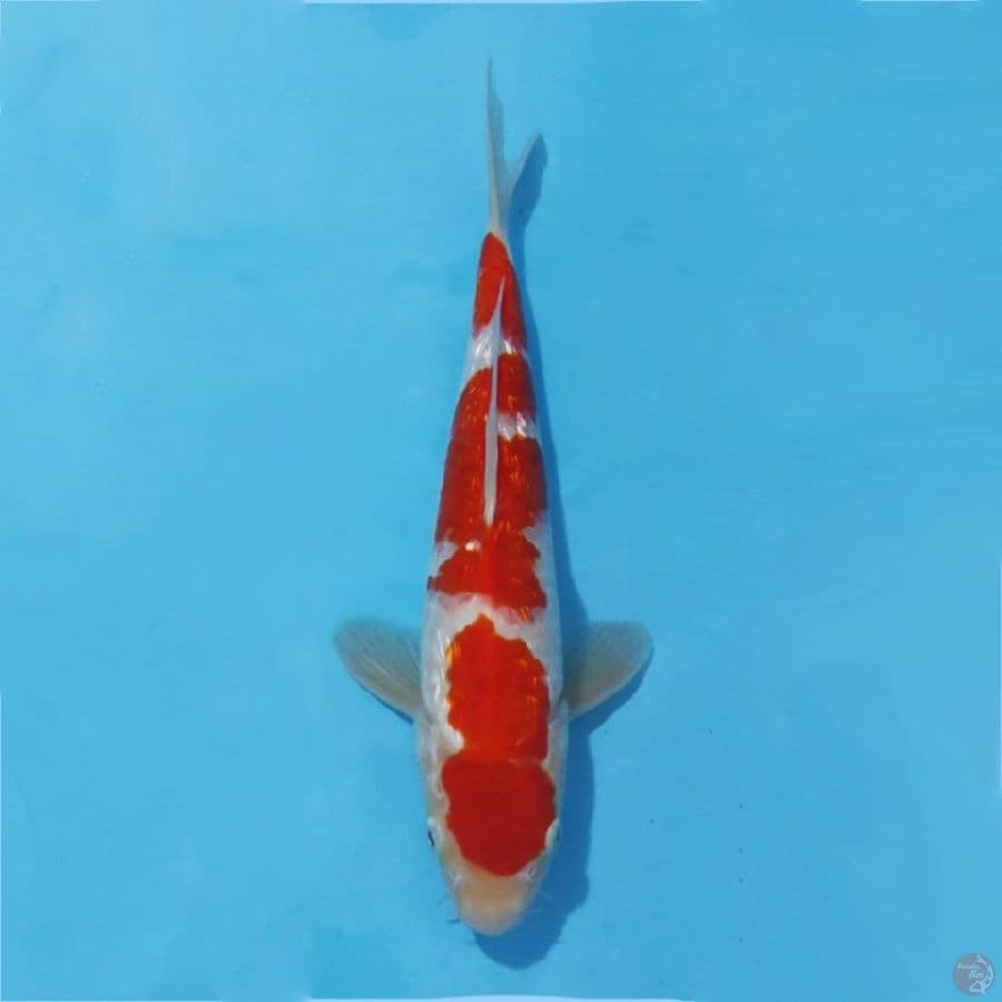 ٦ kohaku ginrin size 30cm male