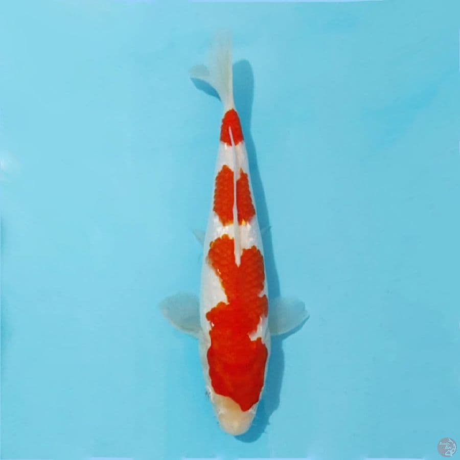 ٧ kohaku ginrin 3 step size 25cm fml