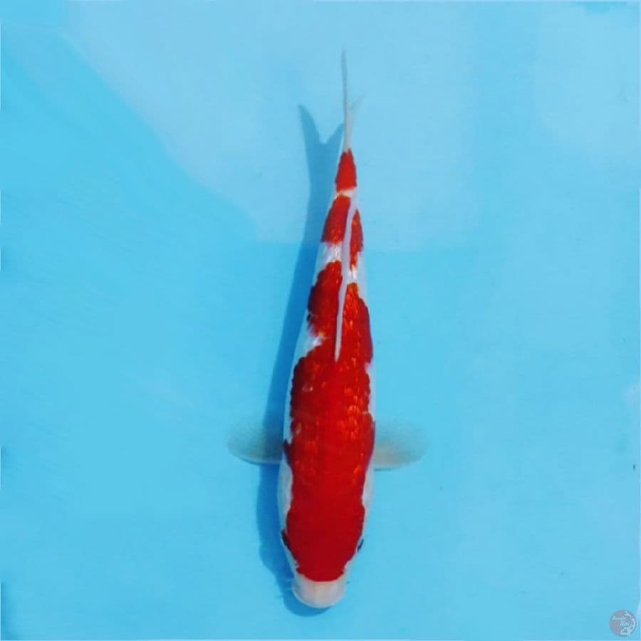 ٩ kohaku ginrin red hot 25cm m