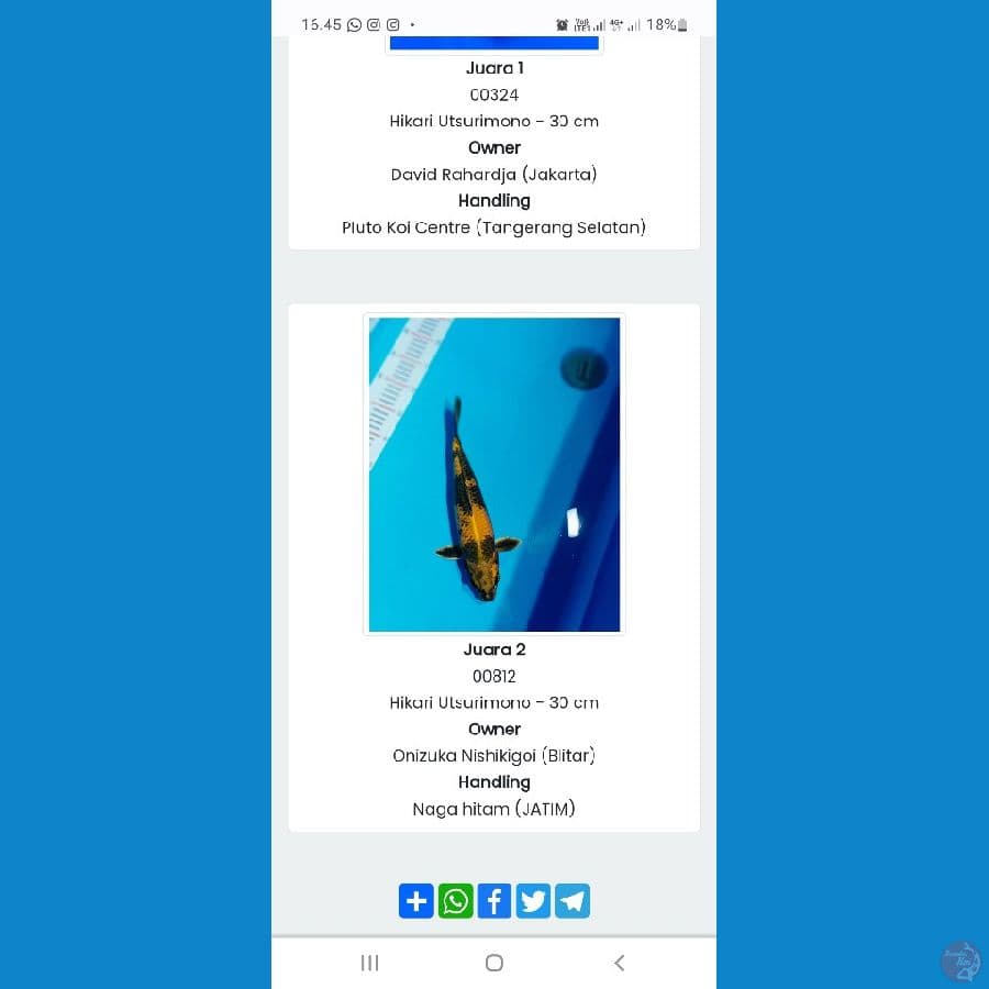 Kin Ki Utsuri 35BU