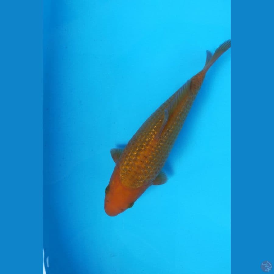 KARAMEL JANTAN 23CM