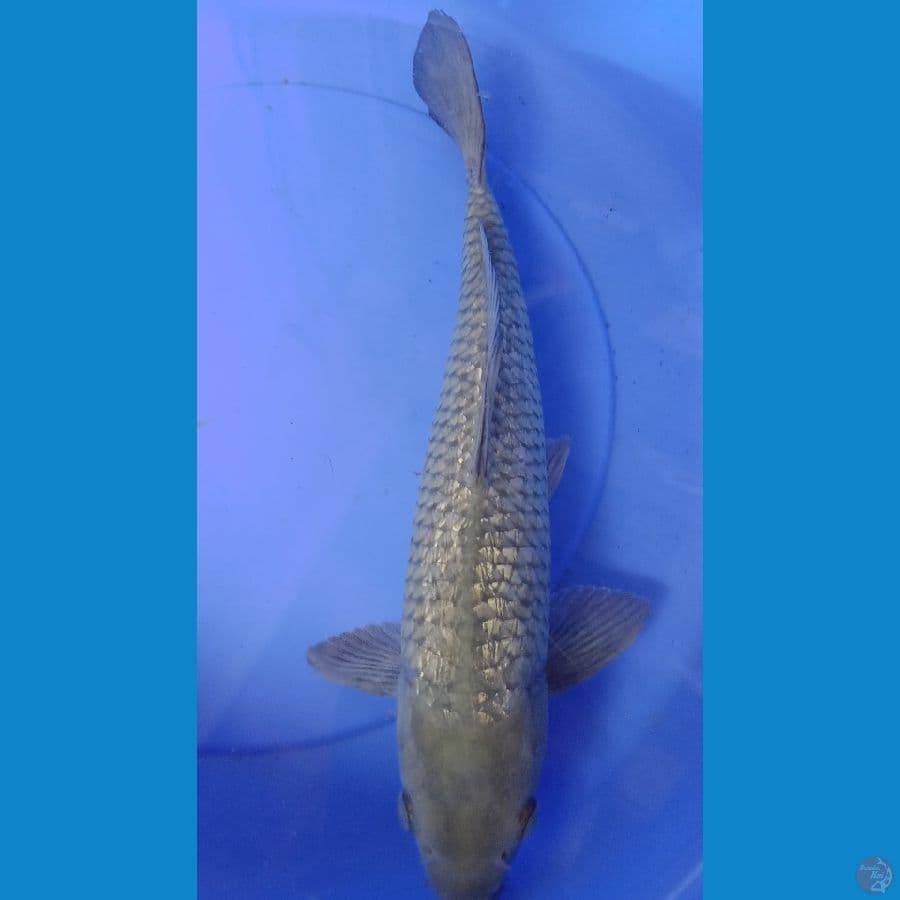 soragoi
