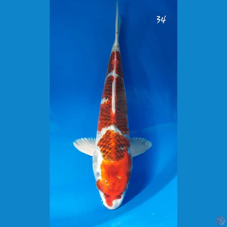 Goromo hikari 34cm
