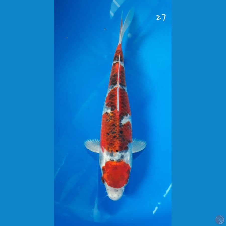 Maruten Goromo Hikari 27cm