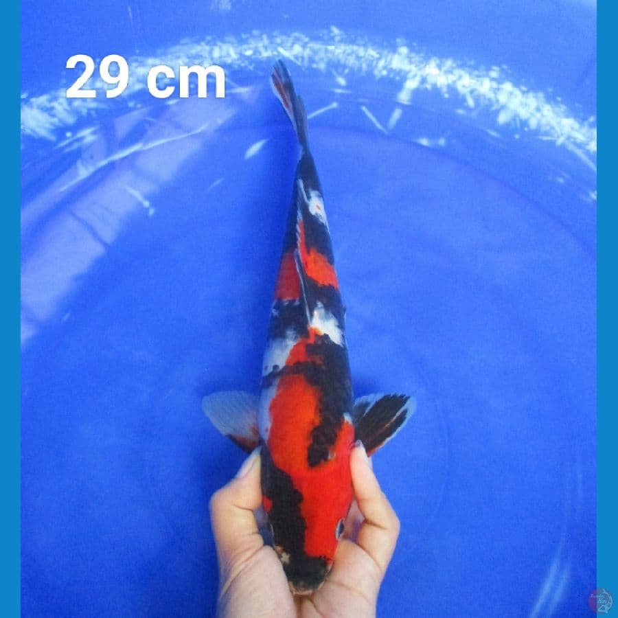 SHOWA 29 CM