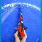 SHOWA 29 CM