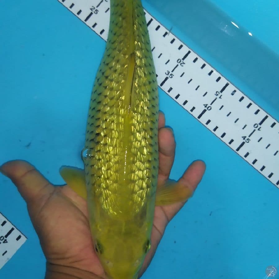midori gindrin 34cm