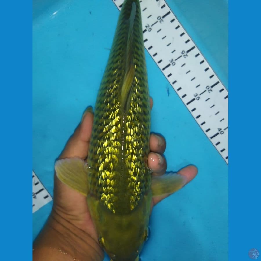 midori gindrin 35cm jantan