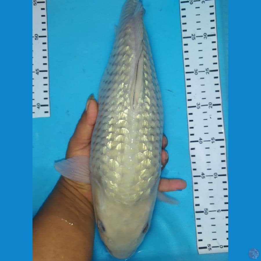 soragoi grandong 39cm