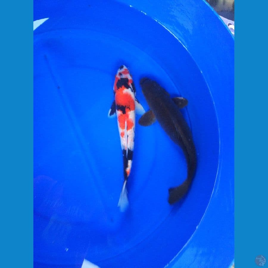 sk mix koi