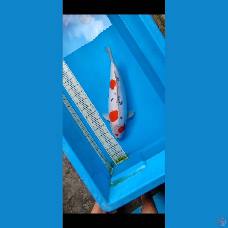 SLOT_KINDAI SHOWA DOITSU 55 CM