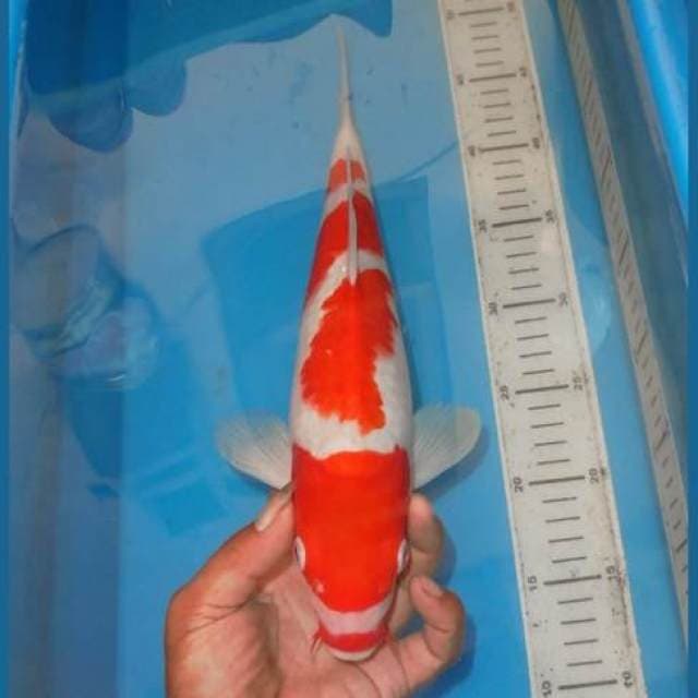 KUCHIGE YONDAN KOHAKU
