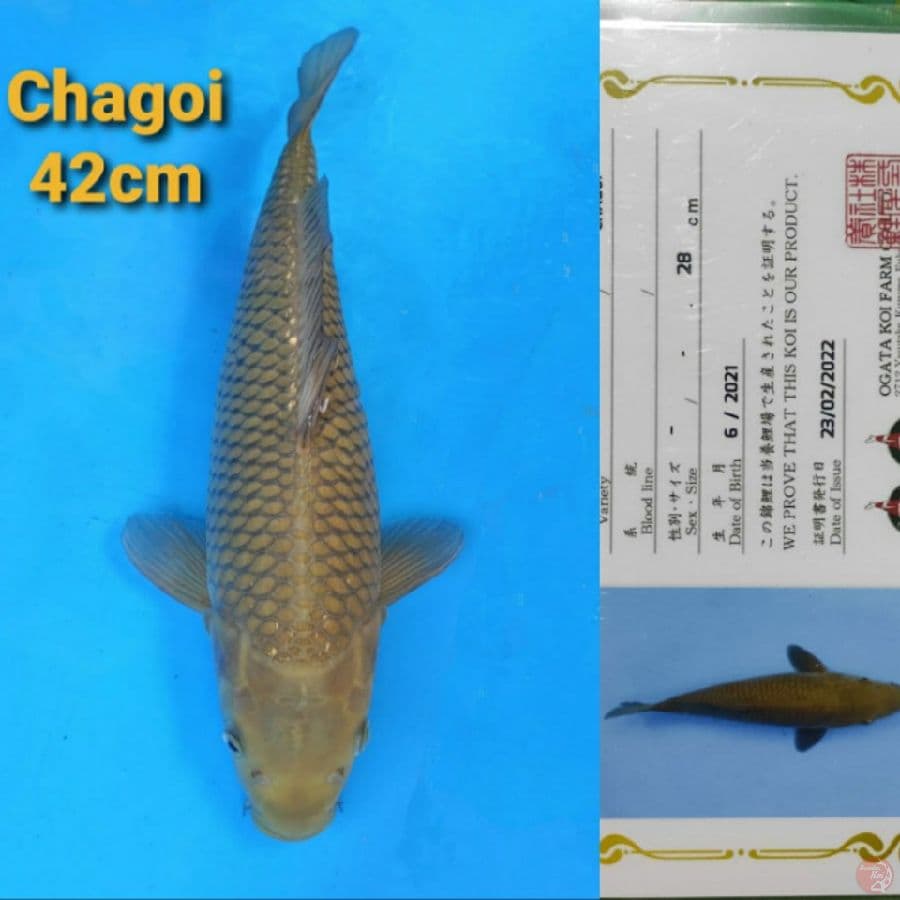 OGATA CHAGOI 42CM SERTI