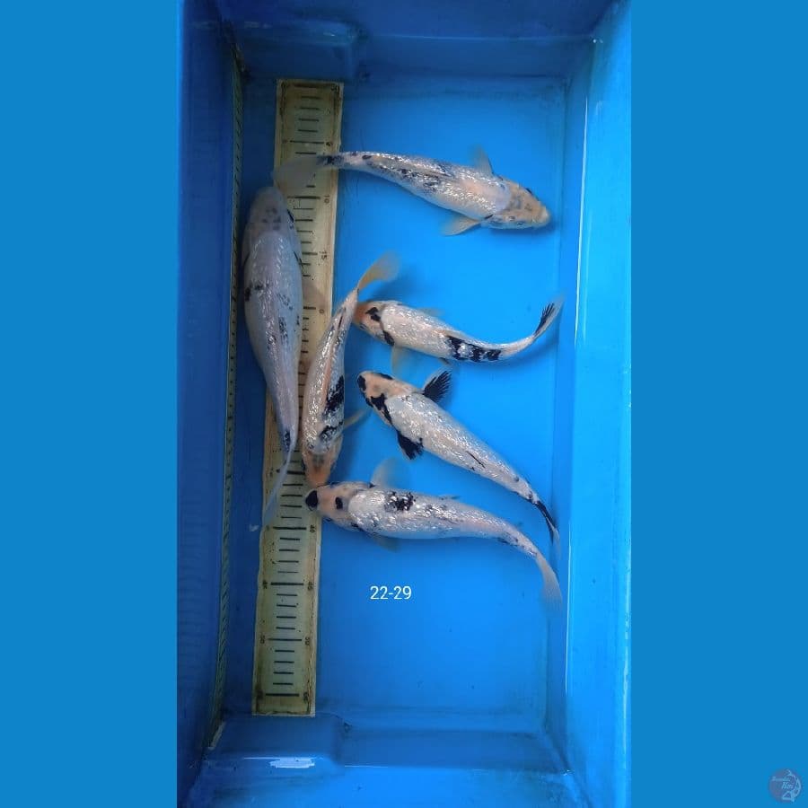 tategoi siro ginrin 22-29 cm