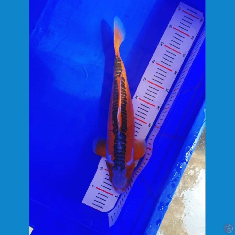 shushui 41cm