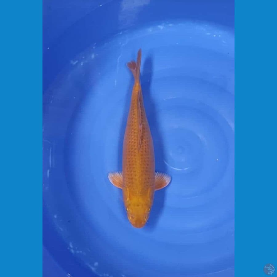 karasi 45cm