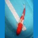 sanke jantan 46 cm