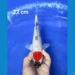 TANCHO SHOWA 22 CM