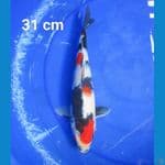 SHOWA 31 CM
