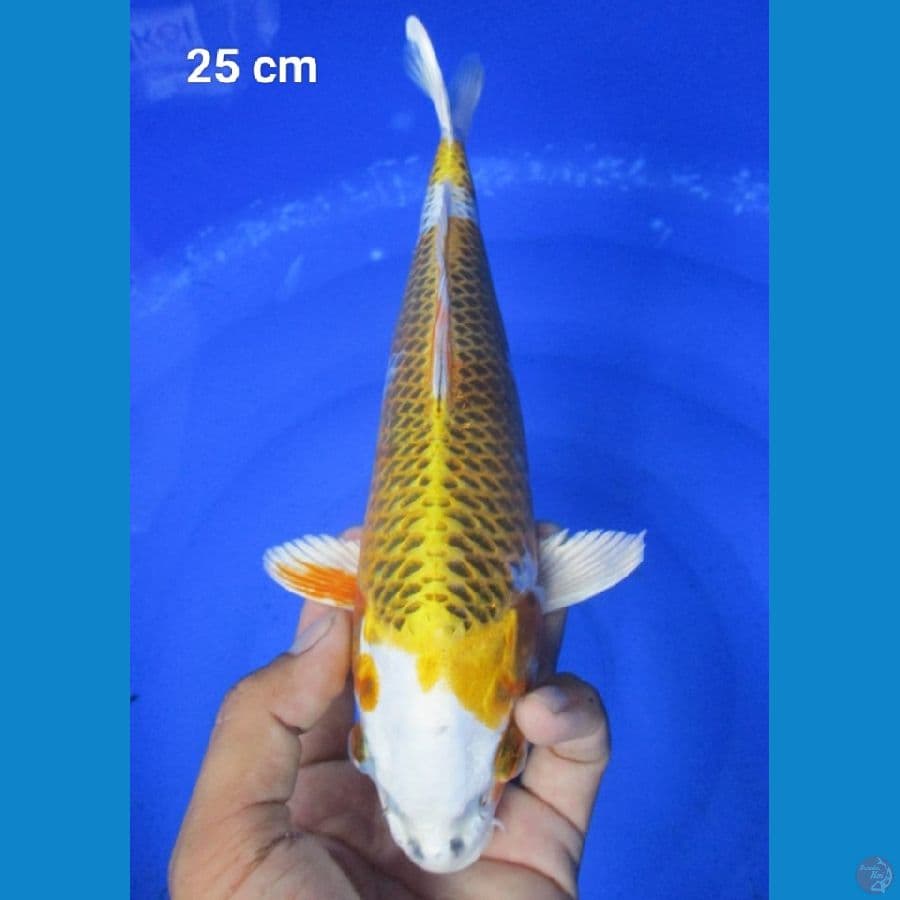 Kujaku 25 cm