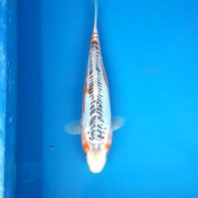 shusui 25cm
