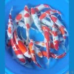 paket mix jumbo 35 40 22ekor 