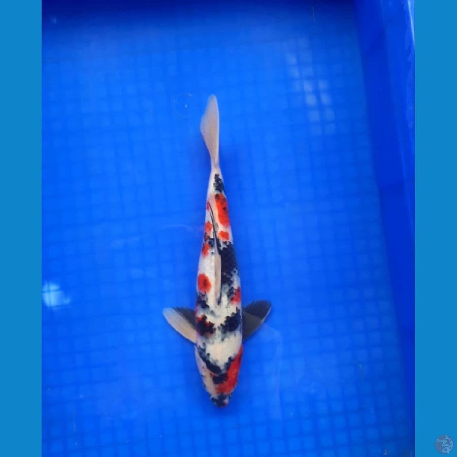 showa 29cm