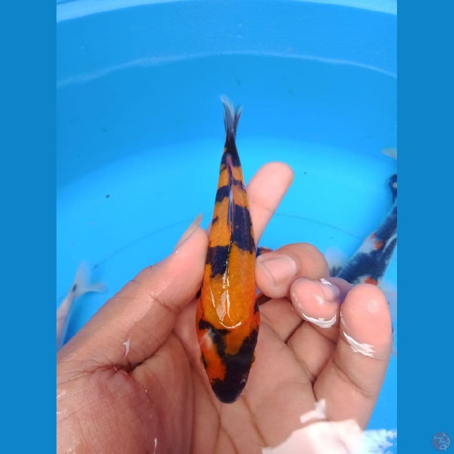 HI SHOWA 15cm SQ