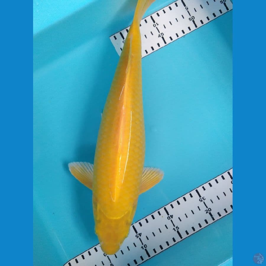 karasi 36cm jantan