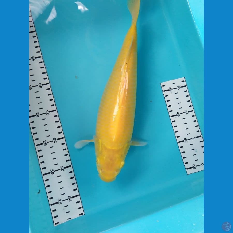karasi 33cm