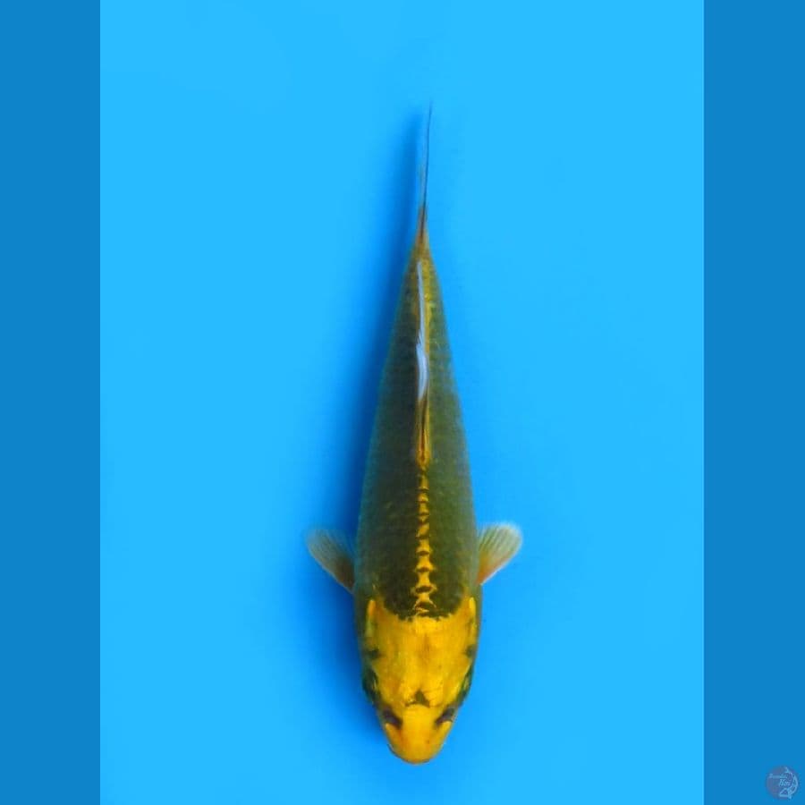 13cm , Kin Matsuba sq