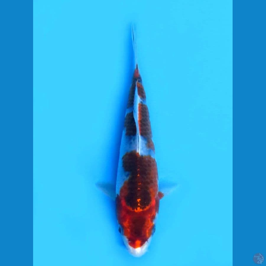 19cm , goshiki sq 