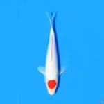 tancho Kohaku 2x Juara 1
