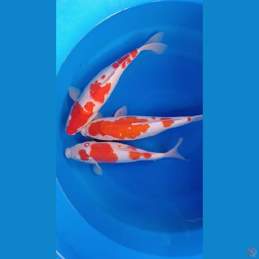 kohaku 3 ekor