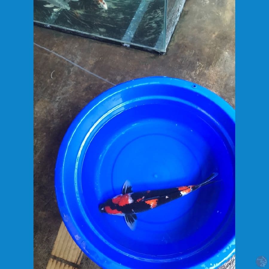 SHOWA 45cm Male hitam pekat