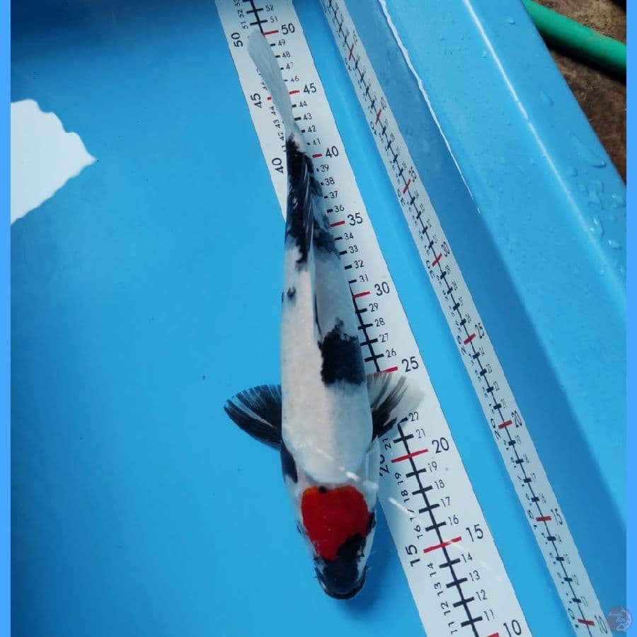 TANCHO SHOWA 33CM - READY SHOW